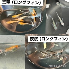 メダカ飼育セット（ケース、メダカ、エビ、貝、水草、底石）の画像