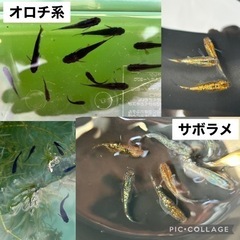 メダカ飼育セット（ケース、メダカ、エビ、貝、水草、底石）の画像