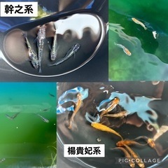 メダカ飼育セット（ケース、メダカ、エビ、貝、水草、底石）の画像