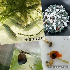 メダカ飼育セット（ケース、メダカ、エビ、貝、水草、底石）の画像
