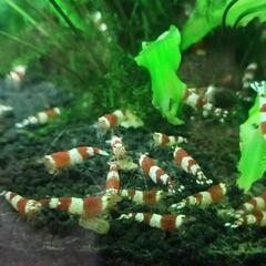 ビーシュリンプ　バンド  10匹③