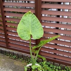 クワズイモ6の画像