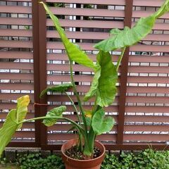 クワズイモ5(大)の画像