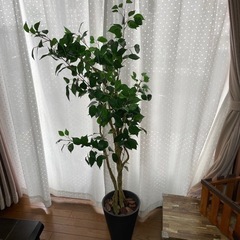 【受付終了】ニトリ　フェイクグリーン　フィカス　150cm