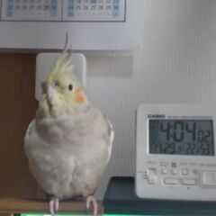 オカメインコを逃がしてしまいました。