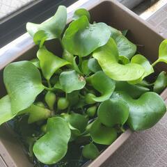 (取引中)あげます。ホテイアオイ