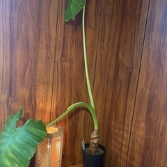 クワズイモ　Alocasia odora