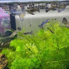 モスコグリーングッピー　1ペア