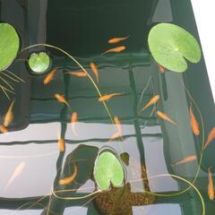 メダカ