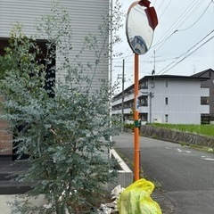 ユーカリポポラスとグニーの2本セット