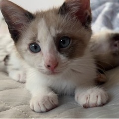 雑種 ブルーアイ子猫【トライアル決定】