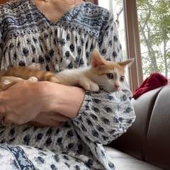 茶白ちゃん🧡🤍白色多め里親様決定
