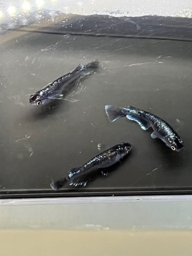 ミッドナイトフリル体外光　大きめ稚魚　5匹
