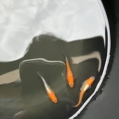 レッドクリフ　紅白type 稚魚　10匹
の画像