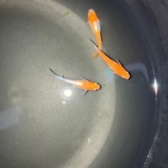 レッドクリフ　紅白type 稚魚　10匹
