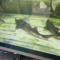 シベリアチョウザメ　4000円／匹の画像