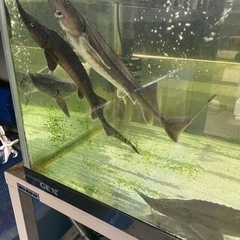 シベリアチョウザメ　4000円／匹の画像