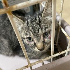 元気な子猫2ヶ月ぐらいキジです。