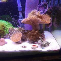 ウミキノコ お分けします。