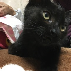 推定4月生まれ黒猫の女の子♀