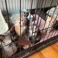 里親募集中（生後３ヶ月オスの子猫です。兄弟で２匹います）里親様決...