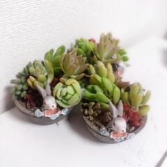 多肉植物寄せ植え 