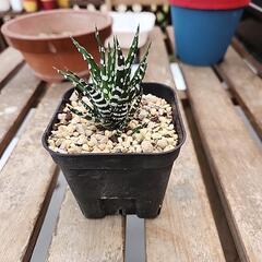 多肉植物十二の巻