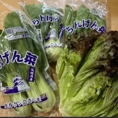 受け渡し者【決定】②サニーレタス・訳ありチンゲンサイ3袋