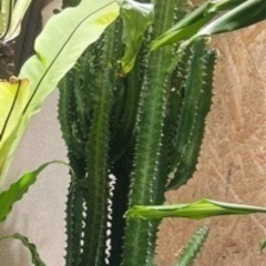 約120cm　サボテン　彩雲閣の画像