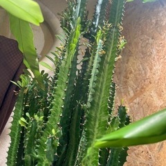 約120cm　サボテン　彩雲閣の画像