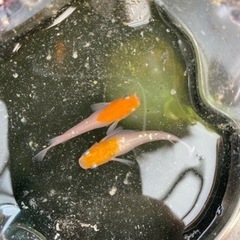 メダカ　紅白ラメ　卵　水槽の画像