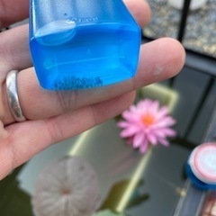 メダカ　紅白ラメ　卵　水槽の画像
