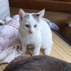 白地にブチの男の子