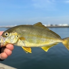 海釣り友達募集