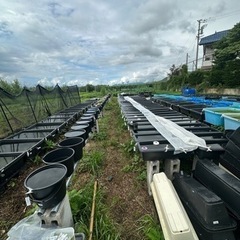 陽めだかメダカ無人販売所　補充速報は公式LINEよりお知らせしますの画像