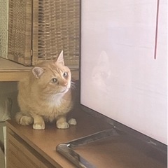 シニア猫　高齢者応募可（条件あり） - 猫