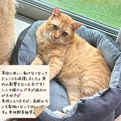 シニア猫　高齢者応募可（条件あり） - 名古屋市