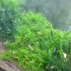 ミナミヌマエビ、レッドチェリー　色落ち色抜け　50匹程の画像