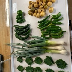 野菜詰め合わせ
