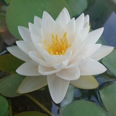 睡蓮　マニーサイアム　1株