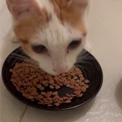 【トライアル中】甘えん坊❣️7ヶ月の子猫