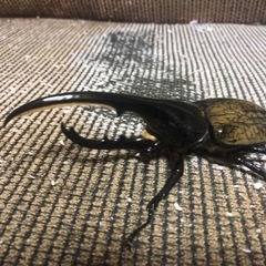 ヘラクレスオオカブト(ペア)
の画像