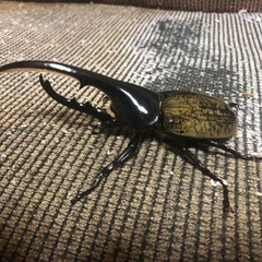 ヘラクレスオオカブト(ペア)
の画像