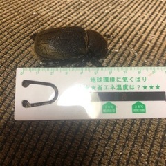ヘラクレスオオカブト(ペア)
の画像
