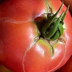 無農薬　野菜、トマトmix  9kg前後の画像