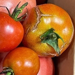 無農薬　野菜、トマトmix  9kg前後の画像