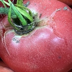 無農薬トマトmix  10kg前後の画像