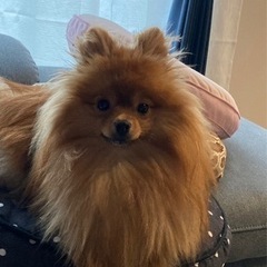 犬友が欲しいです！