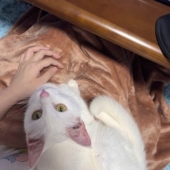 里親募集 1才未満 白猫 子猫
