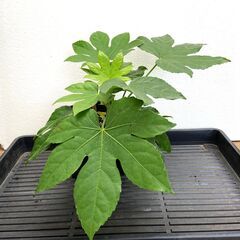 ヤツデ　観葉植物　①